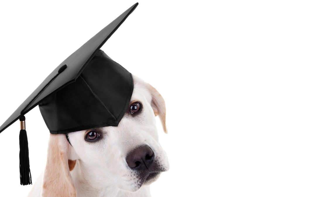 How long does it take to train my dog?